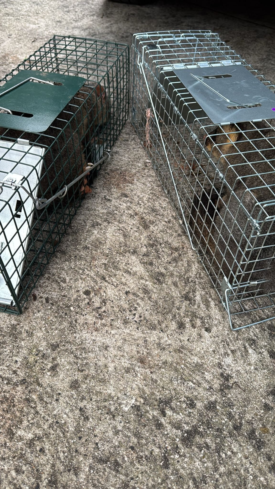 Live possum caught inside customer bedroom — humane removal