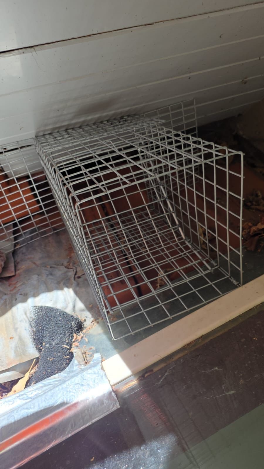 On-site possum removal job completion