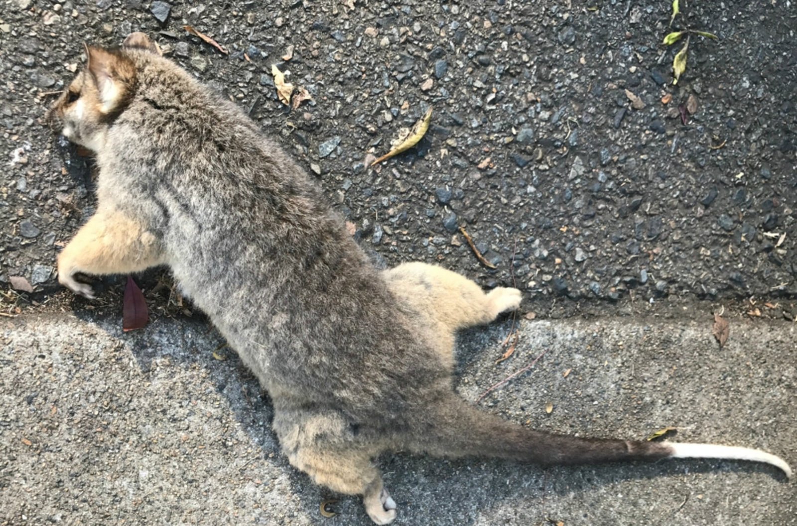 Dead possum removal Melbourne — Martin The Possum Guy
